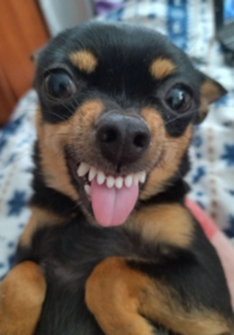 Ảnh chó meme nhe răng