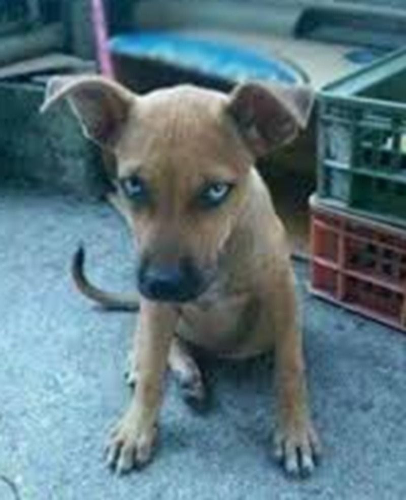 Ảnh chó meme lườm, phán xét