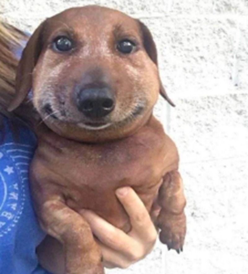 Ảnh chó meme hài hước, tếu