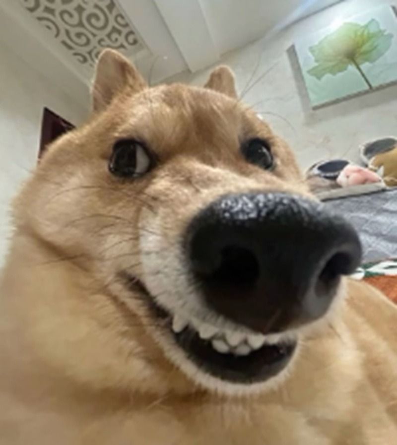 Ảnh chó meme hài hước, tếu