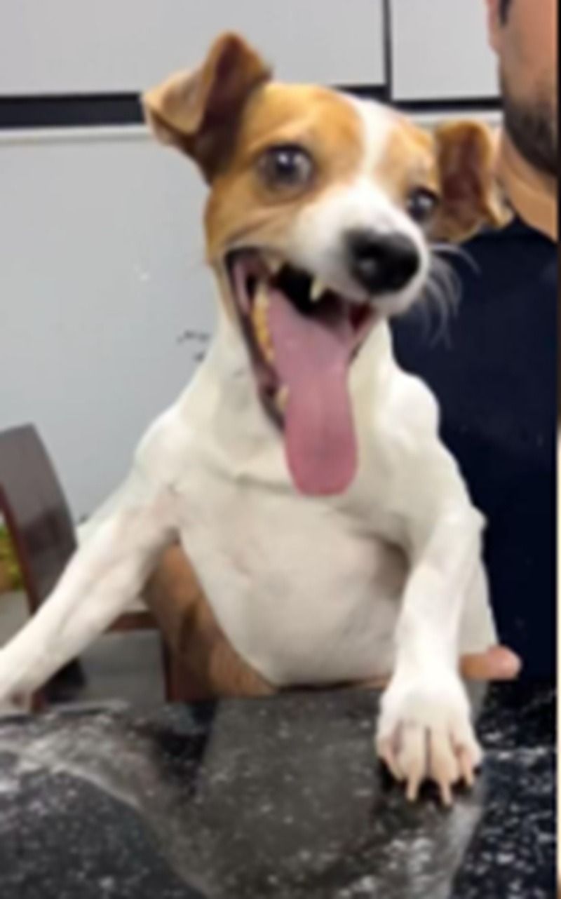 Ảnh chó meme hài hước, tếu