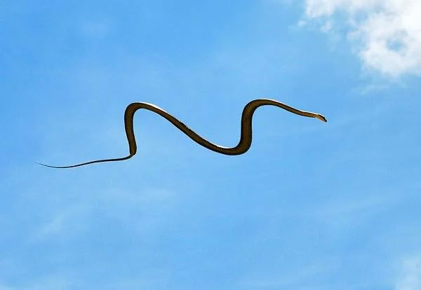 Cá đuối bay Mobula