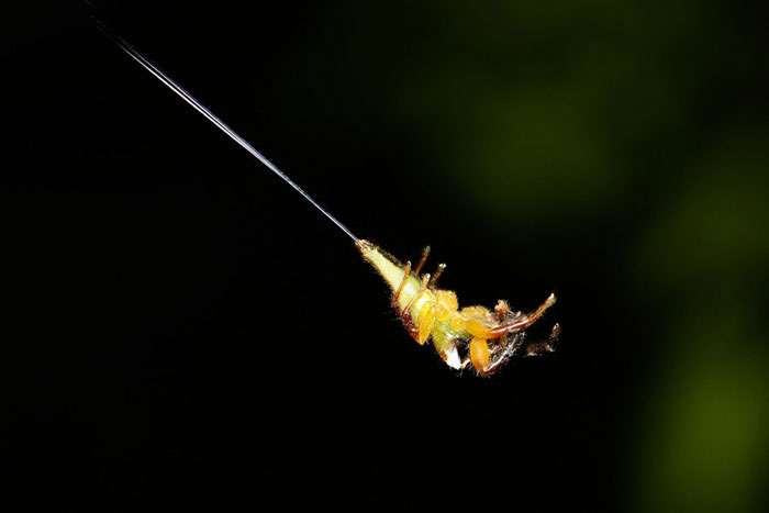 Loài chịm học cách bay