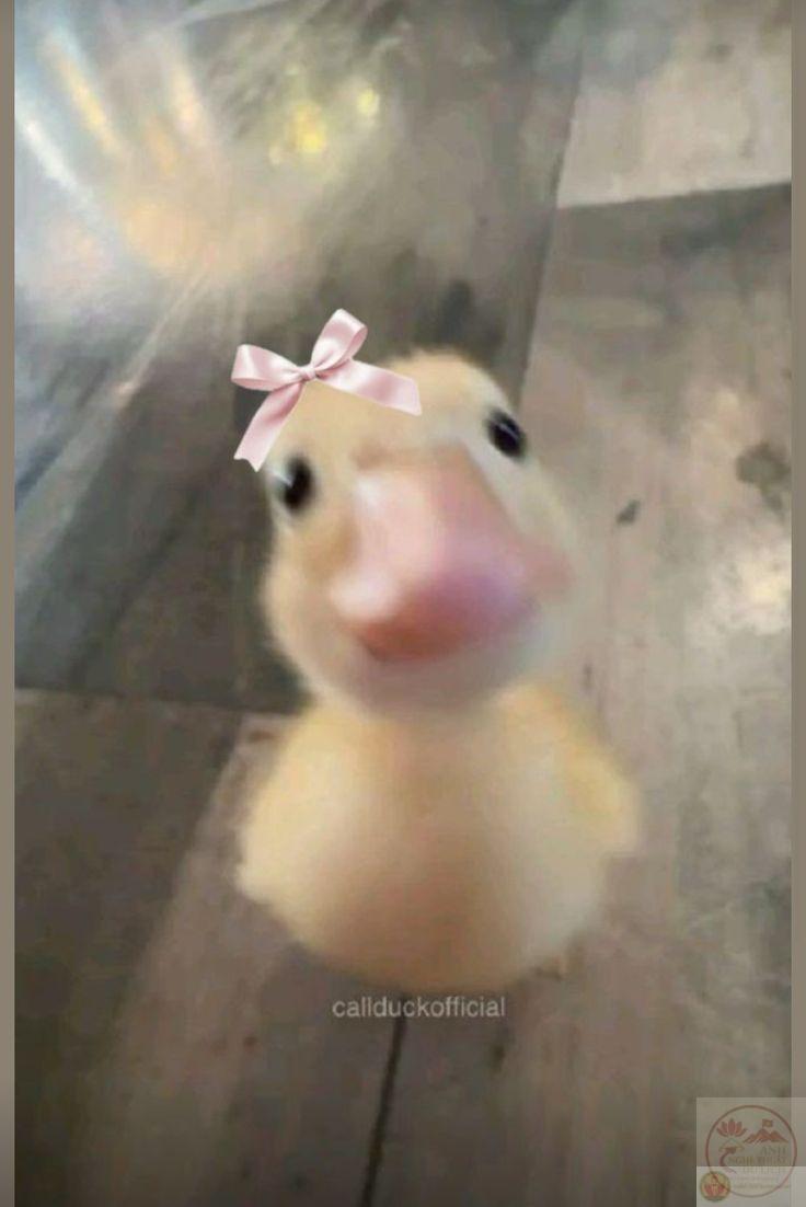 Một hình ảnh vịt cầm dao đầy lầy lội mang lại tiếng cười sảng khoái