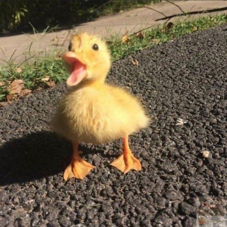 Vịt meme vàng mang đến điểm nhấn rực rỡ và khiến nội dung nổi bật hơn