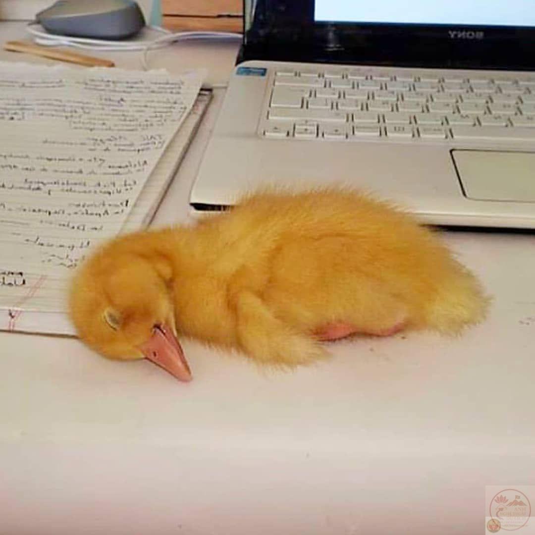 Vịt meme hài hước khiến cộng đồng trực tuyến lan truyền nhanh chóng