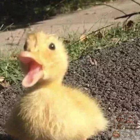 Sự hài hước từ hình vịt chế giúp xua tan căng thẳng và mang lại niềm vui