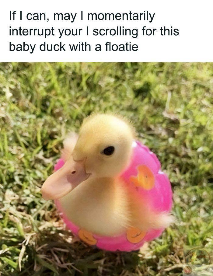 Chi tiết chế vịt bất ngờ được sáng tạo lại khiến ai cũng bật cười thích thú