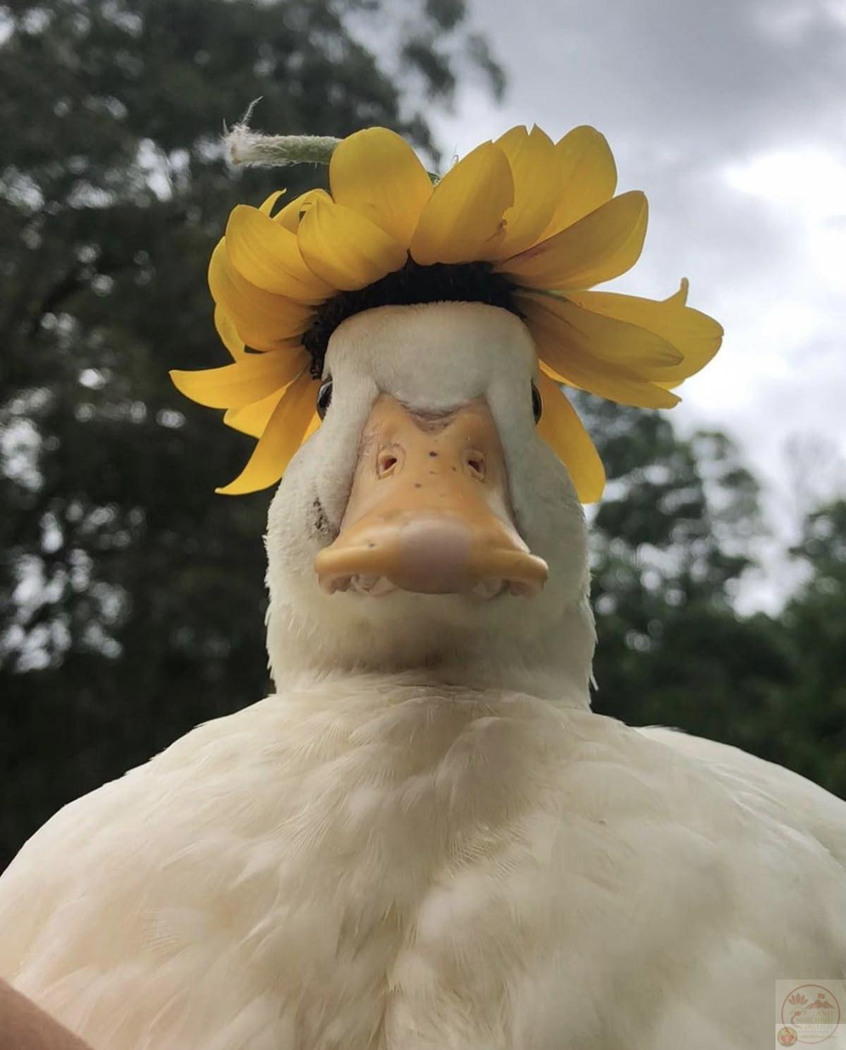 Ảnh con vịt meme cute lan tỏa sự dễ thương và tinh nghịch trong cộng đồng