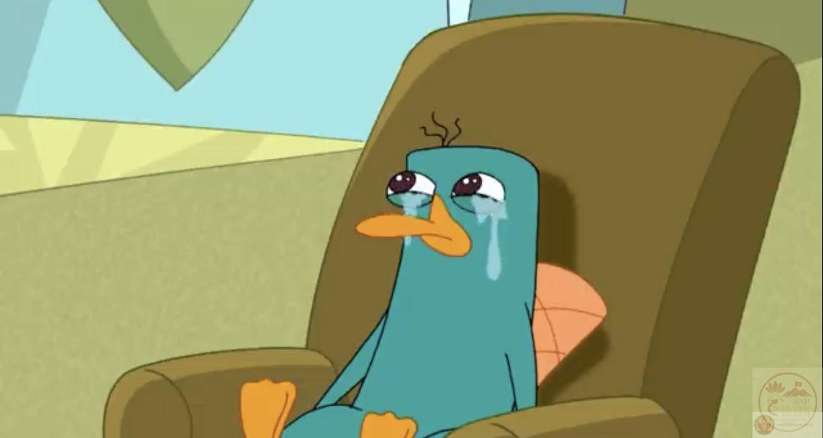 Meme thú mỏ vịt độc đáo khẳng định sự khác biệt trong thế giới ảnh chế