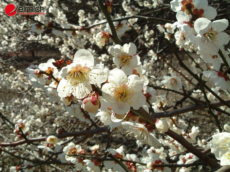 Hình 4: Hạnh mai hay còn biết đến là cây mai mơ