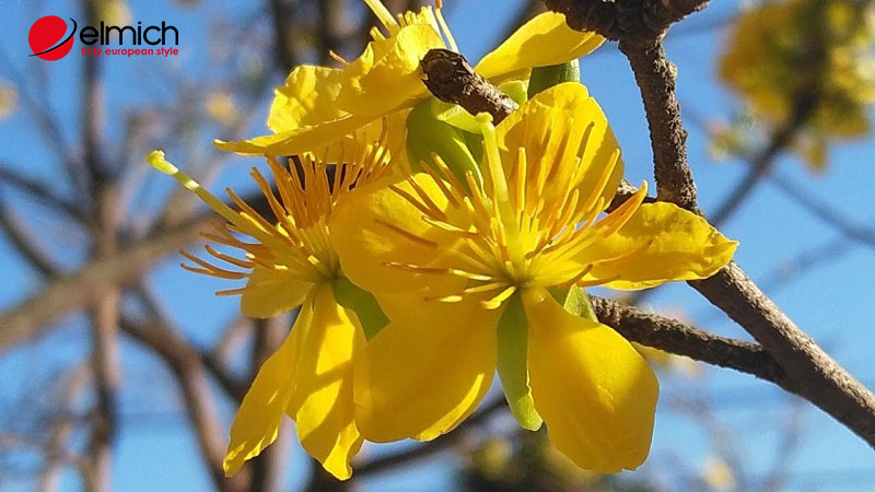 Hoa mai – Loài hoa tượng trưng cho sự kiên cường, giàu sang