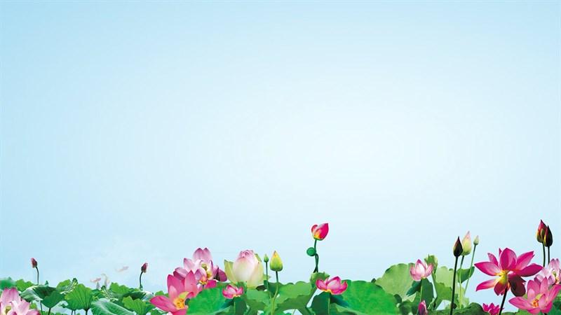 hình nền Powerpoint hoa sen 6