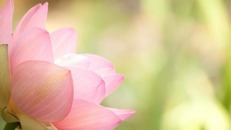 hình nền Powerpoint hoa sen 8