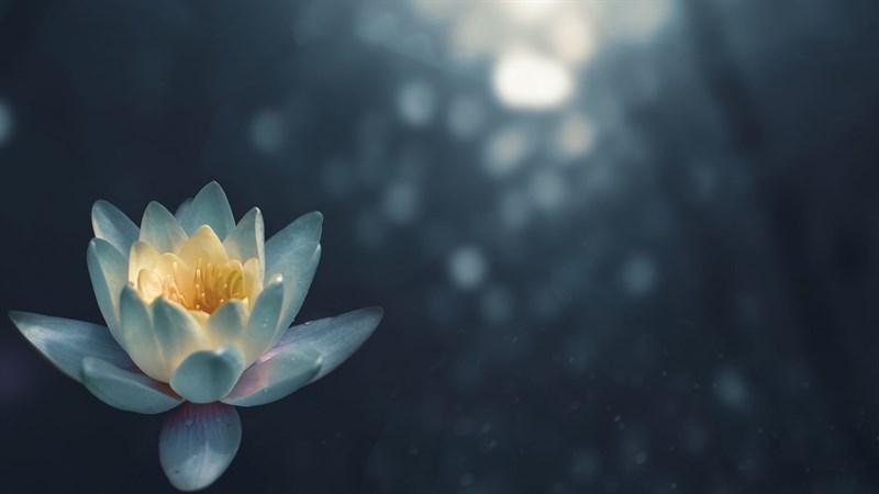 hình nền Powerpoint hoa sen 14