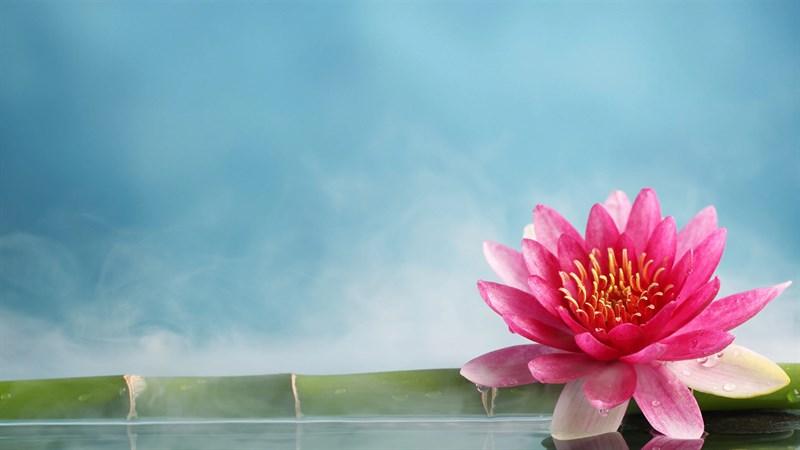 hình nền Powerpoint hoa sen 16