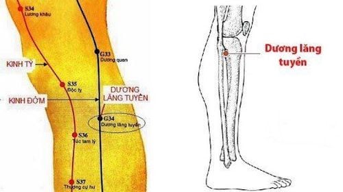 Hình ảnh vị trí của huyệt dương lăng tuyền