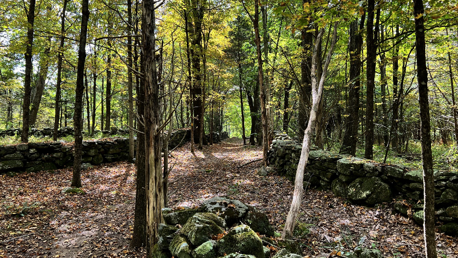 Forest Dwellers – A Personal History