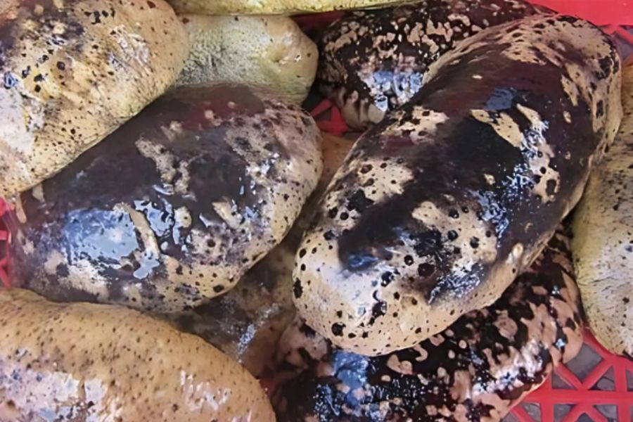 Hải sâm vú nàng