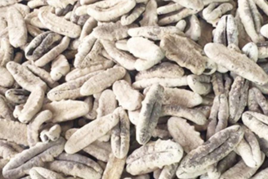 Hải sâm vú nàng