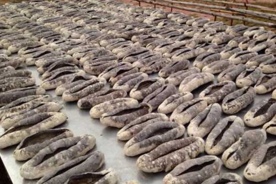 Hải sâm vú nàng