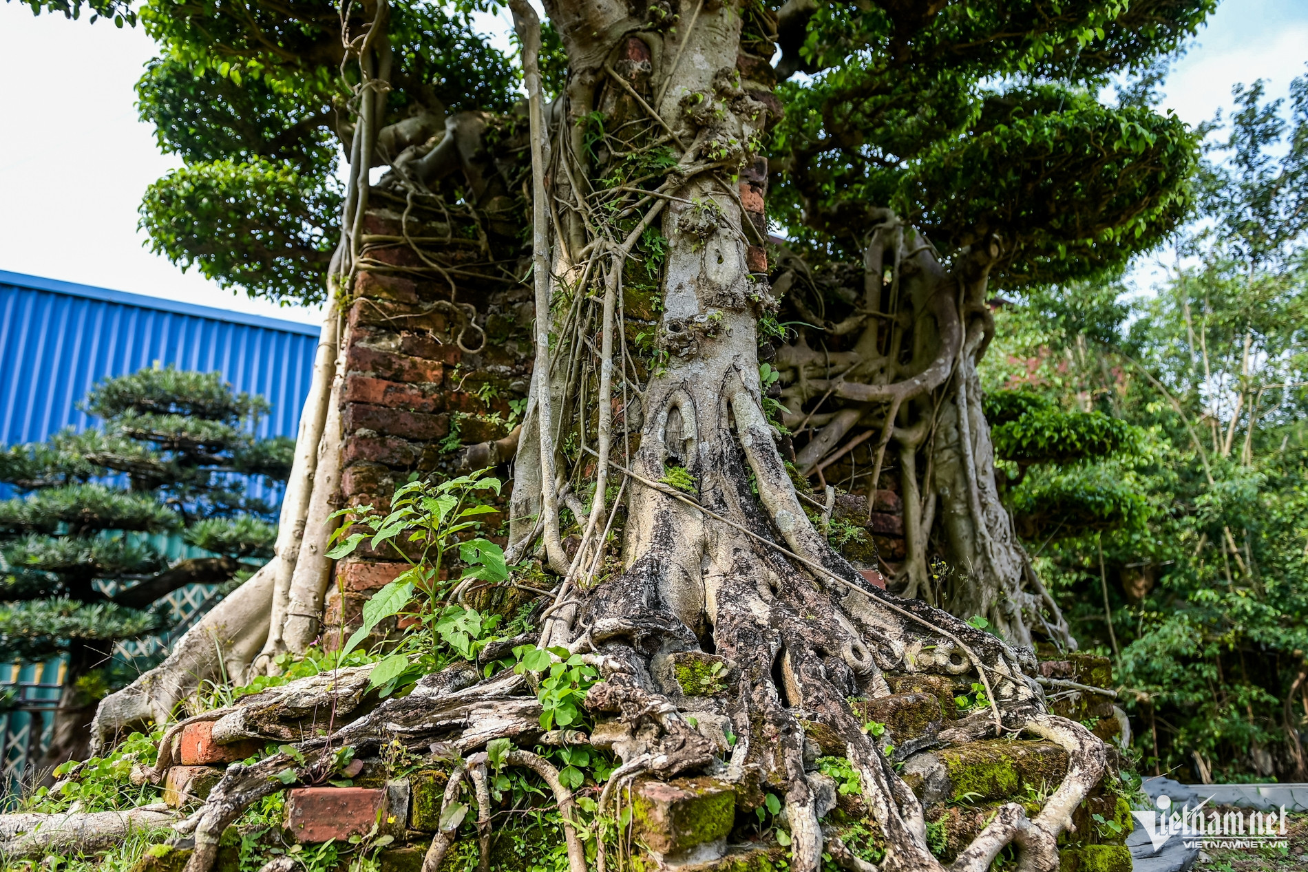 W-cặp xanh 10 tỷ_12.jpg