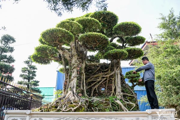 Cặp ‘siêu cây’ được trả giá ngang siêu xe, chủ nhân vẫn từ chối