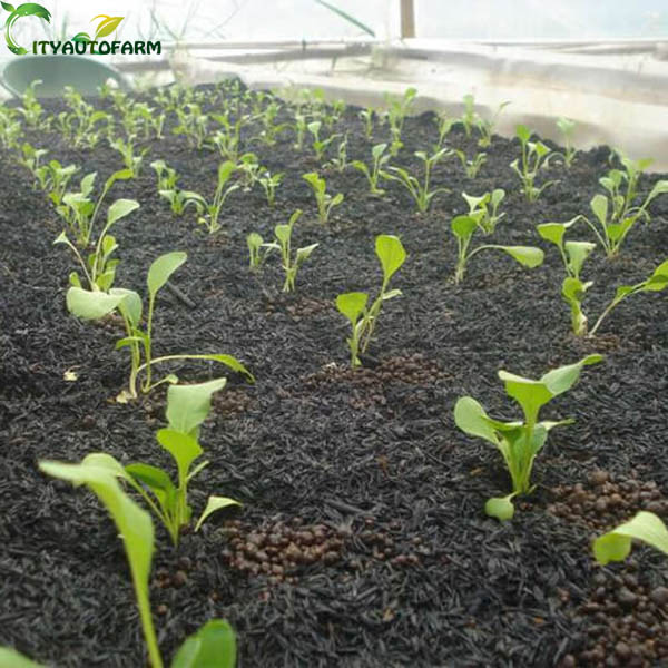 Than trấu có công dụng tạo độ tơi xốp cho đất, cung cấp chất dinh dưỡng cho cây trồng