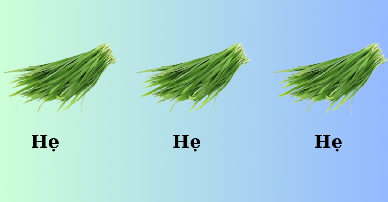 Những bó lá hẹ xanh tươi