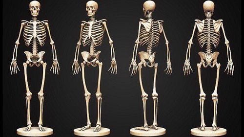 Hệ thống xương