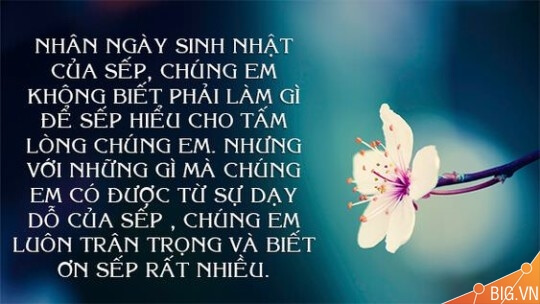 31 ảnh, 22 lời, câu chúc mừng sinh nhật sếp nam nữ hay ý nghĩa
