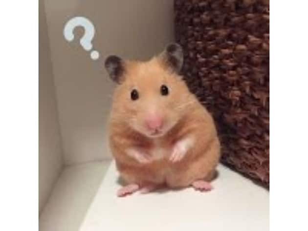 Ảnh chú chuột Hamster xịt keo không biết chuyện gì xảy ra.