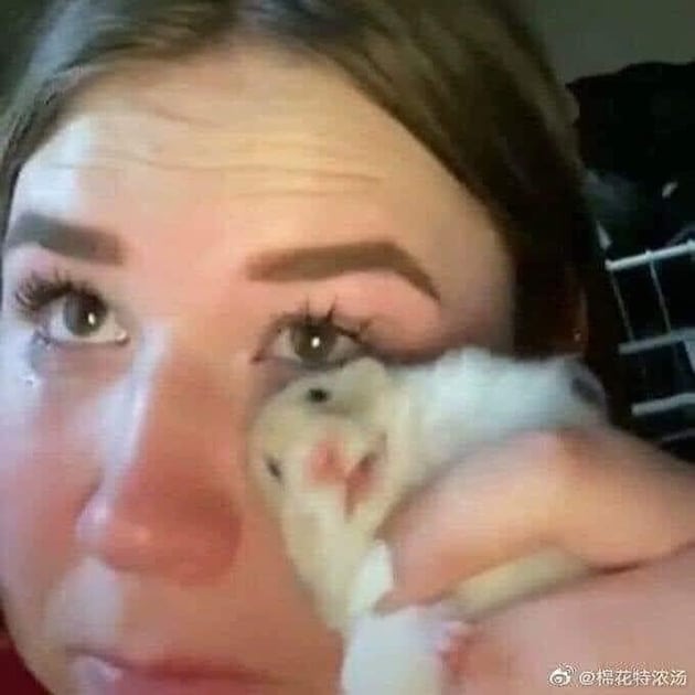 Ảnh cô gái lấy chuột Hamster lau nước mắt.