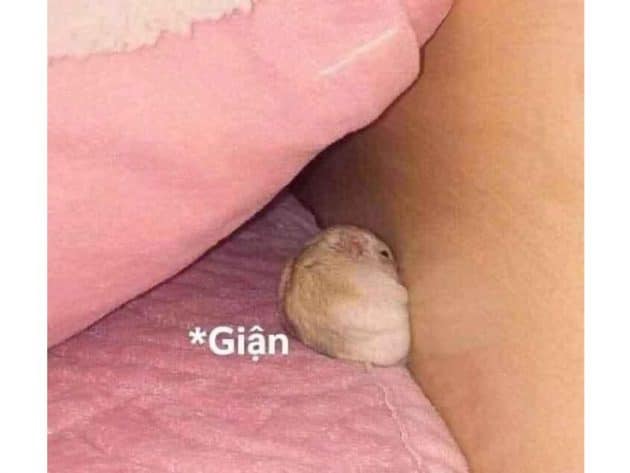 Bé Hamster giận chủ không thèm chơi.