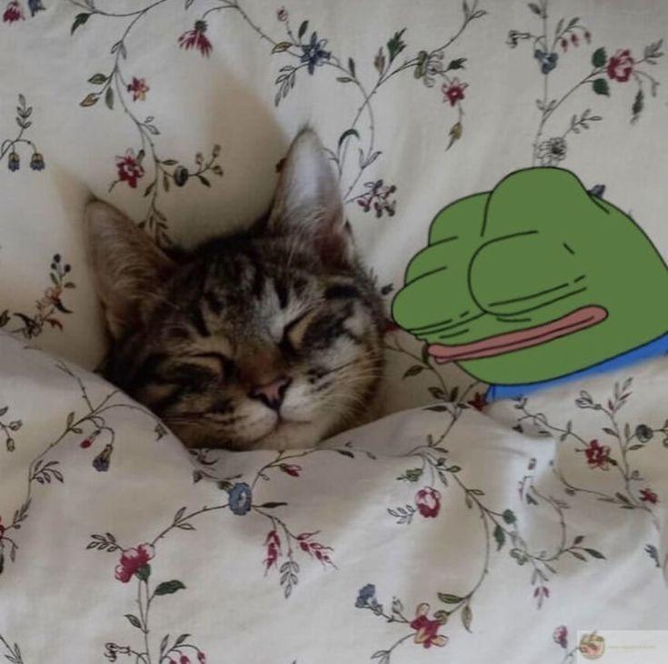 Ảnh chế pepe được lan truyền nhanh chóng nhờ sự hài hước giản dị