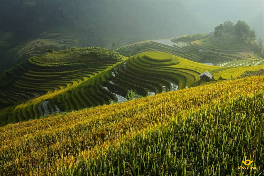 Hình ảnh Cánh đồng Ruộng Bậc Thang