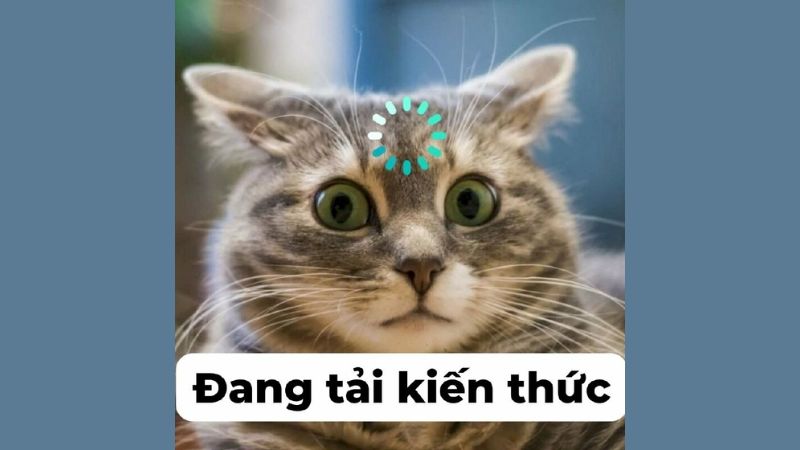 Ảnh Meme là gì? Giải mã nguồn gốc, ý nghĩa và các loại meme phổ biến nhất