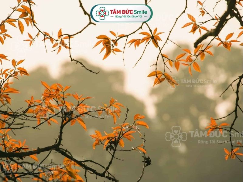 Ý nghĩa của mùa thu: Biểu tượng tình yêu, nghệ thuật và sự đổi thay nhân sinh