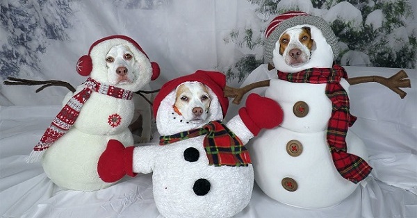 Ảnh chế Noel về thú cưng đáng yêu