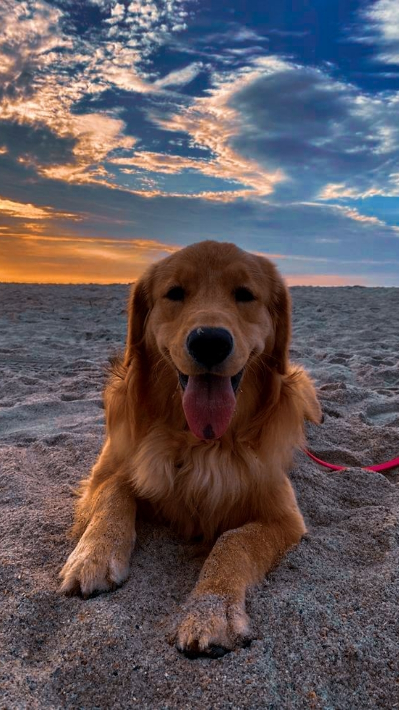 ảnh nền con chó dễ thương yêu thương