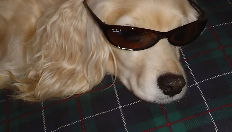 ảnh nền con chó dễ thương nhất