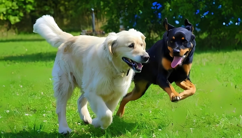 ảnh nền con chó dễ thương số một