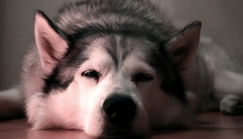 ảnh nền con chó dễ thương hoàng đại