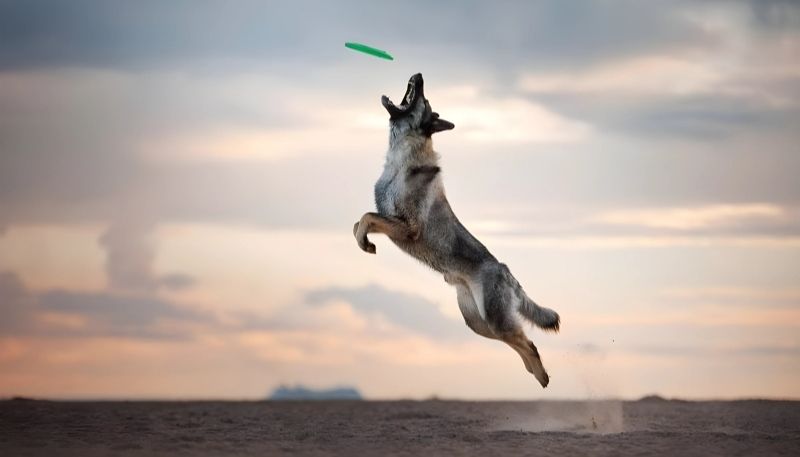 ảnh nền con chó cá tính buồn cười