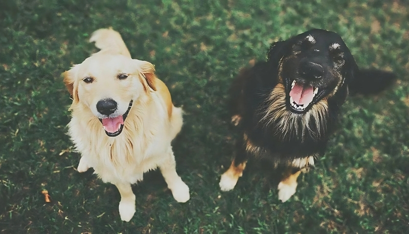 ảnh nền con chó cá tính xu hướng