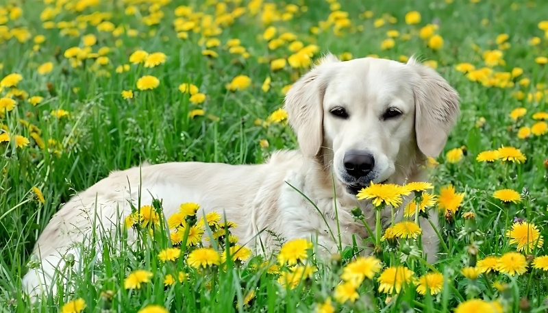 ảnh nền con chó cá tính chu mỏ