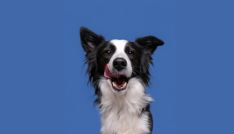 ảnh nền con chó cá tính cực phong cách