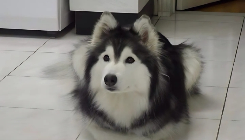 ảnh nền con chó cá tính mãi yêu