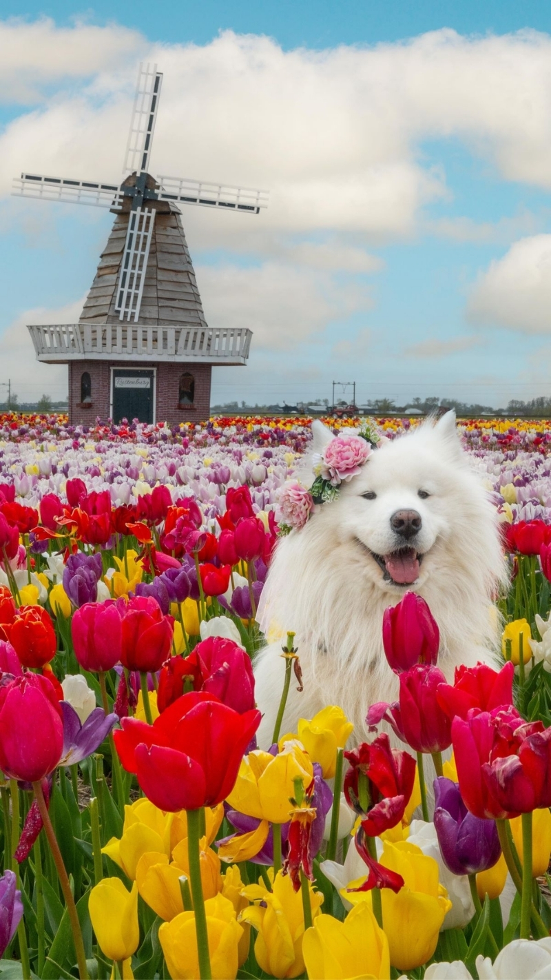 ảnh nền con chó cute lung linh