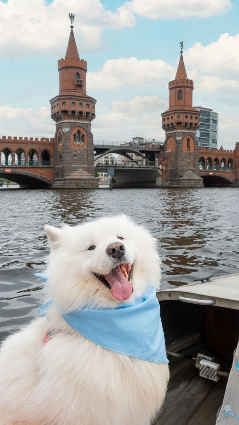 ảnh nền con chó cute siêu đáng yêu